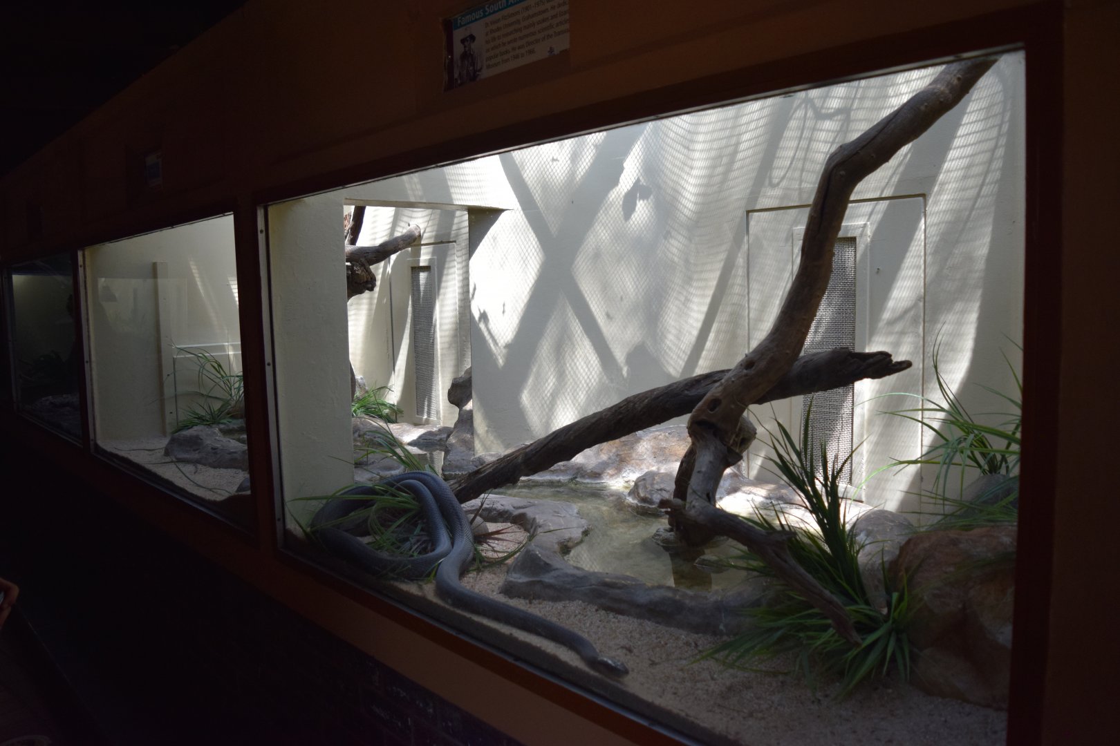 Black Mamba Enclosure (Dendroaspis polylepis)