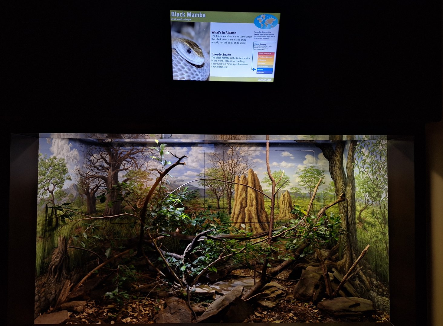 Black Mamba enclosure