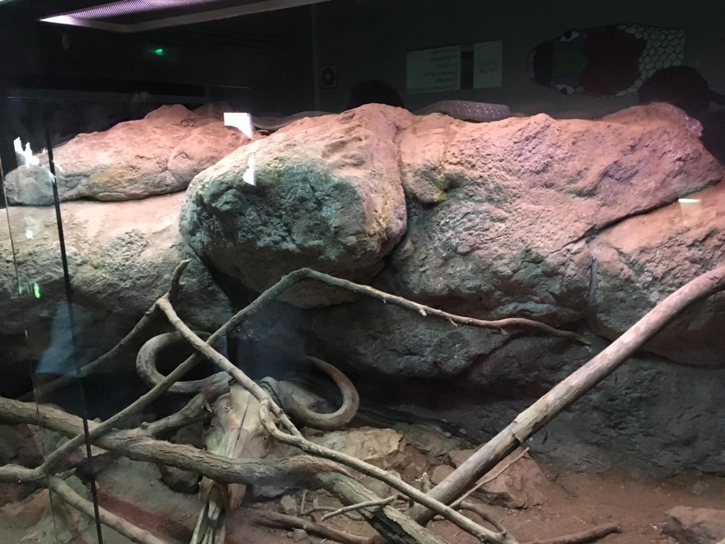 Black mamba exhibit-Cabarceno 2019