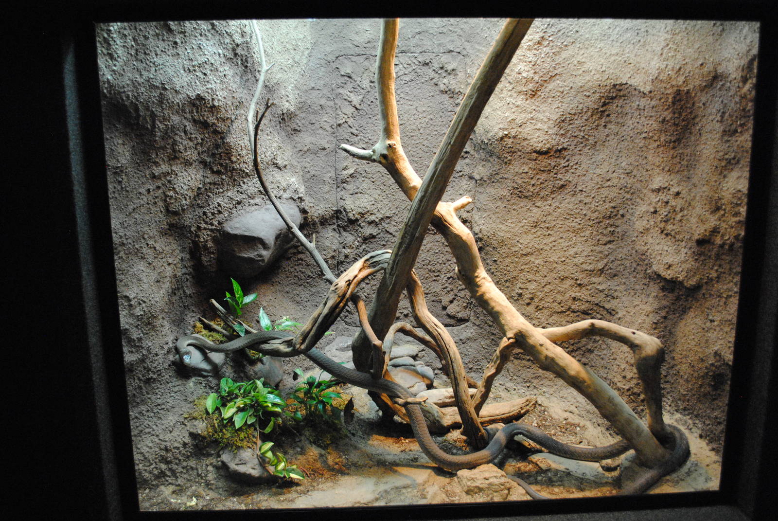 Black Mamba Exhibit (Main Gallery)