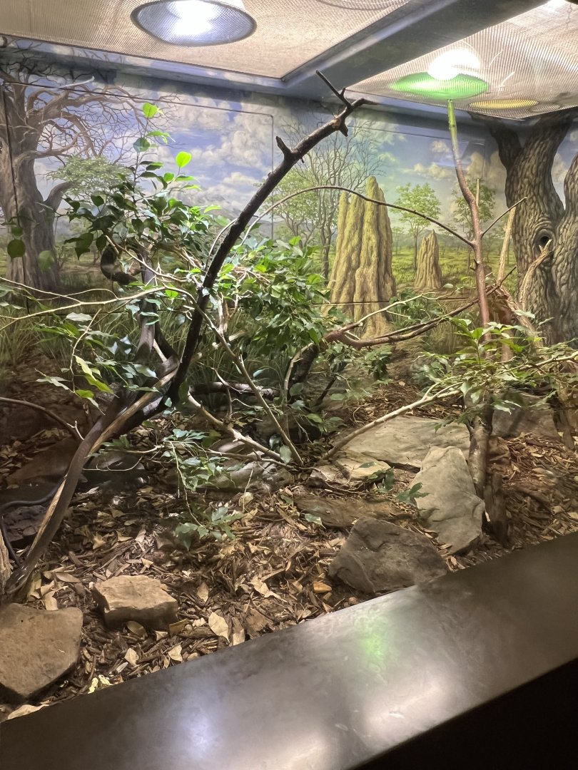 Black Mamba Exhibit