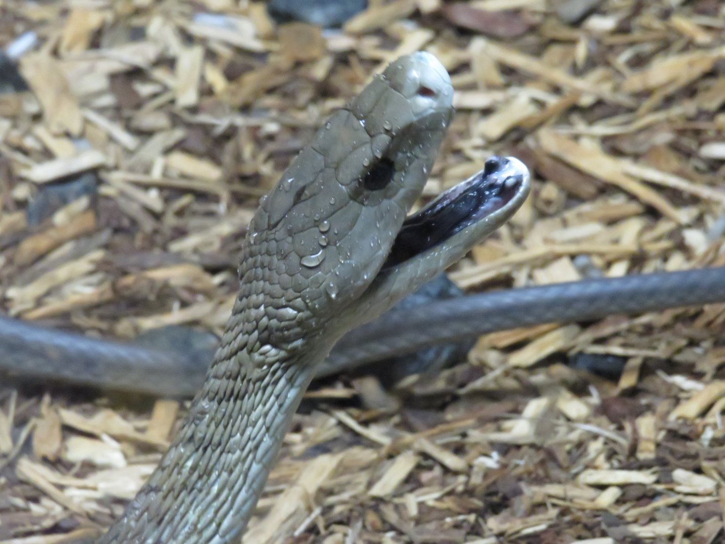 Black mamba gaping
