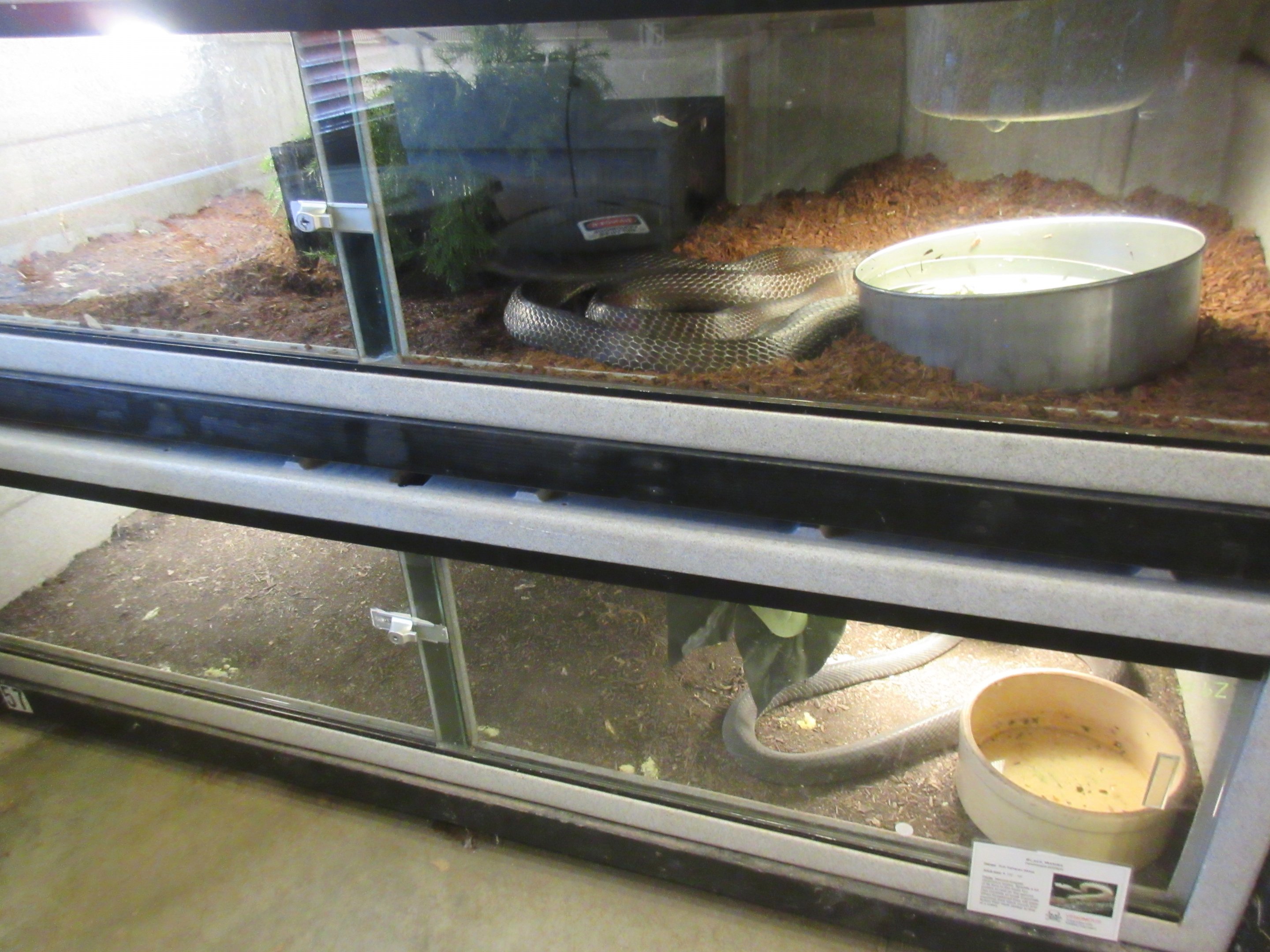 Black Mamba + King Cobra Exhibits