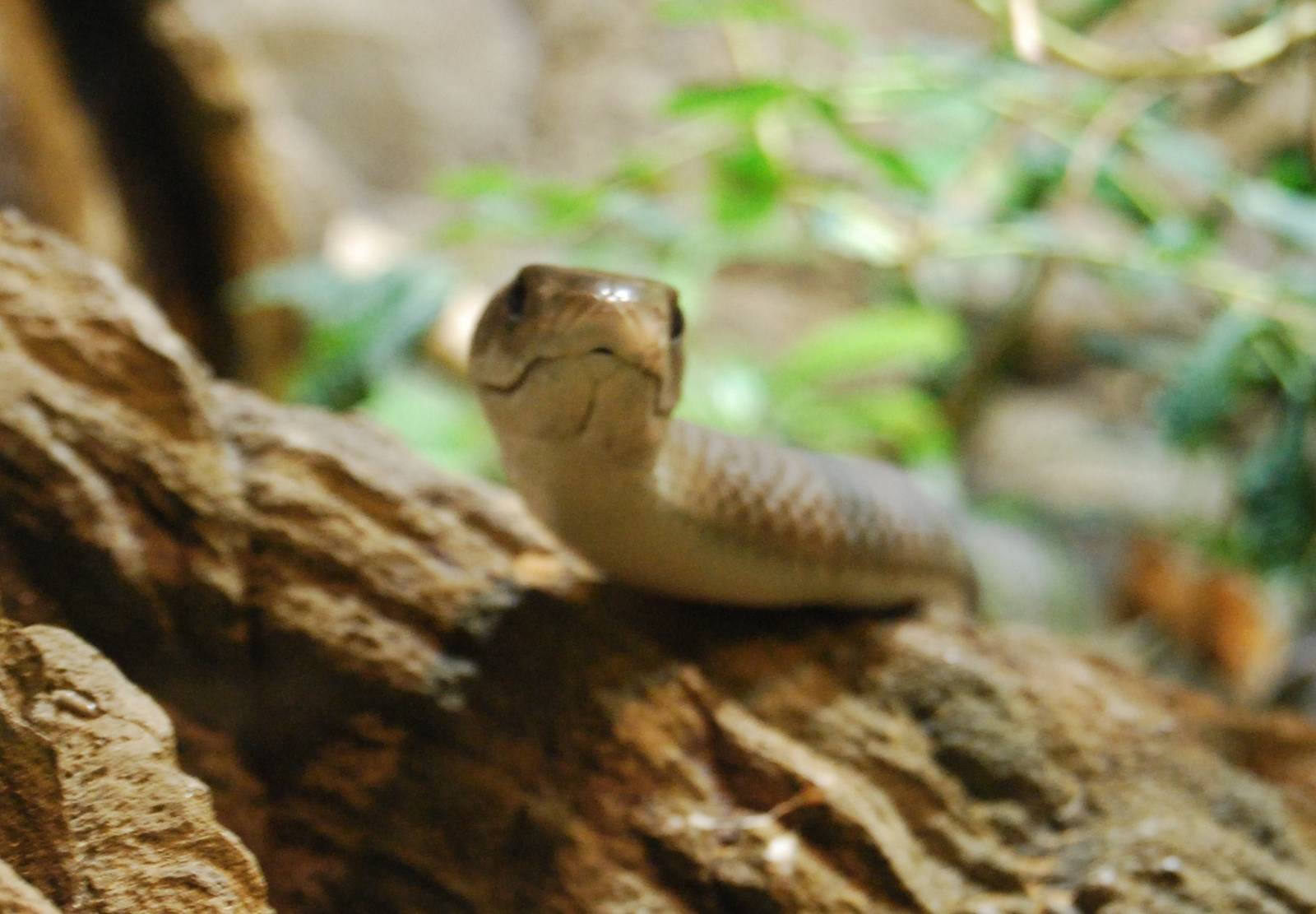 Black Mamba, Kolmarden Tropicarium