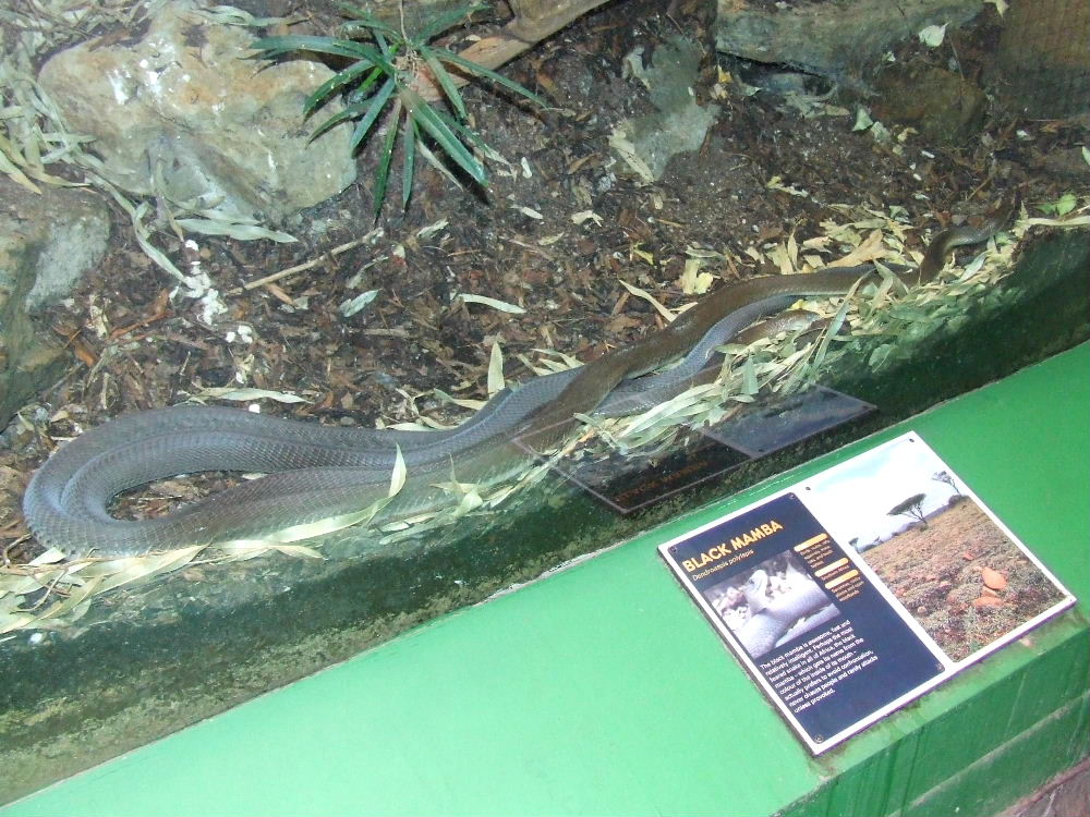 Black Mamba mating, Reptile House