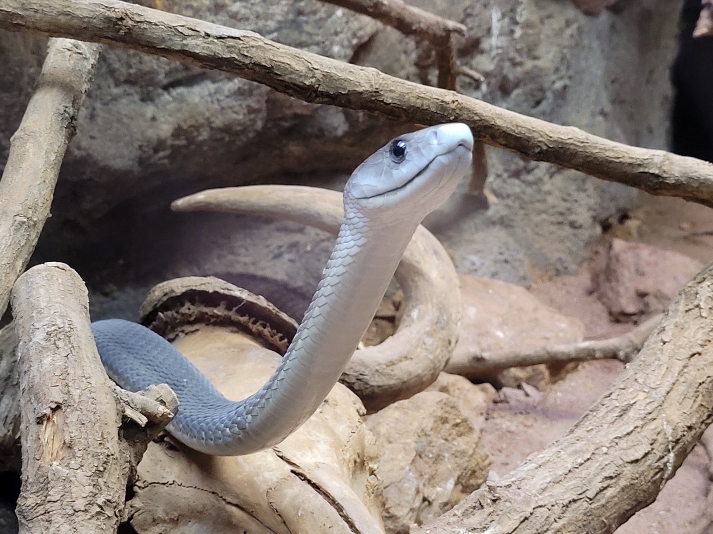 Black mamba -Parque de la Naturaleza de Cabárceno (2022)