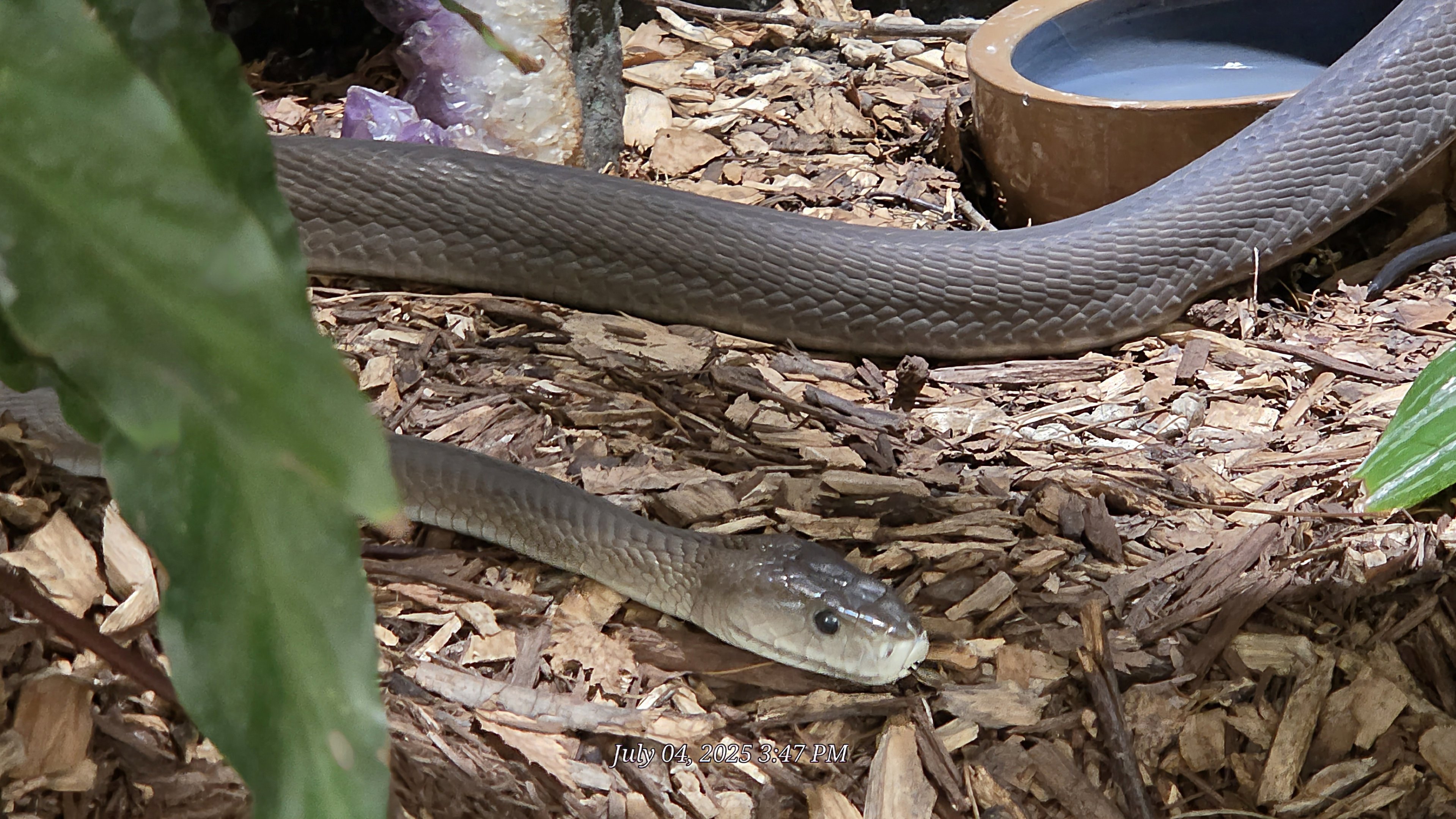 Black Mamba-Reptile Gardens