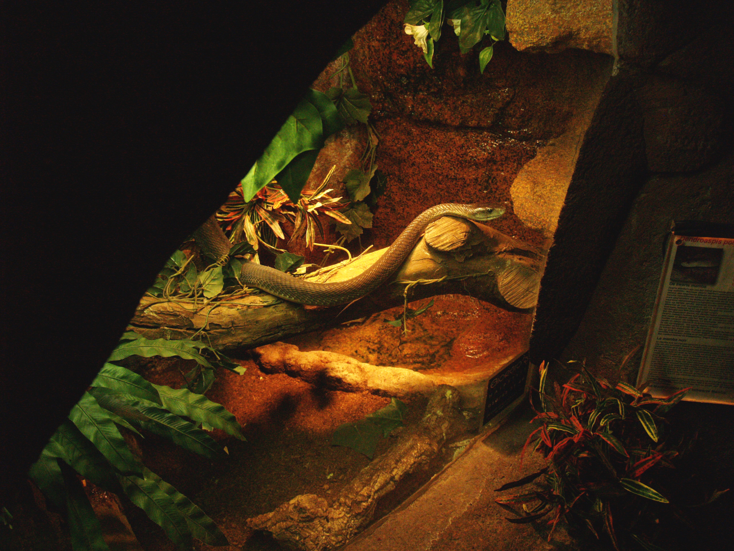 Black mamba terrarium, 2009-04-14