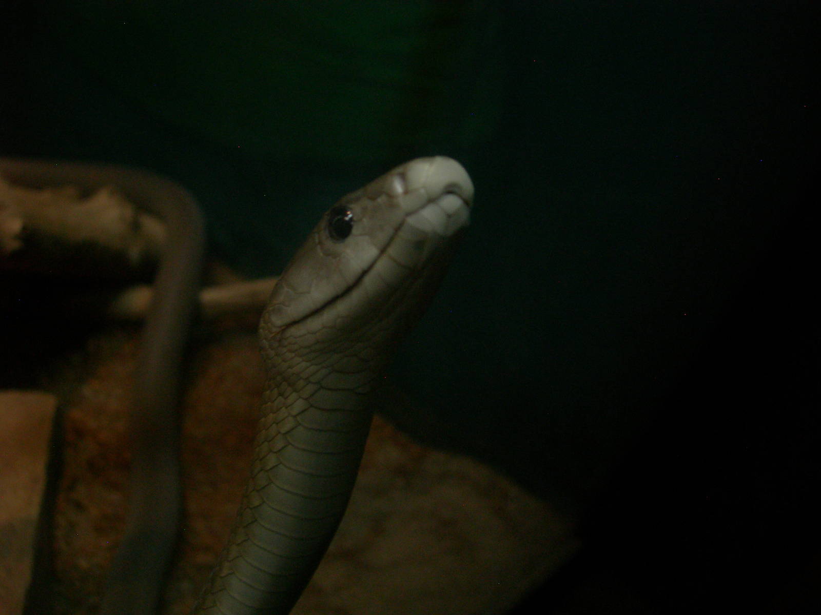 Black Mamba