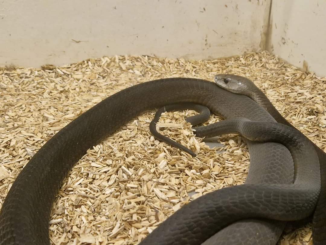 Black Mamba
