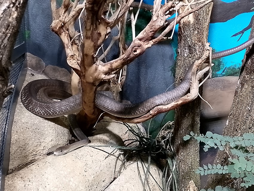 Black mamba