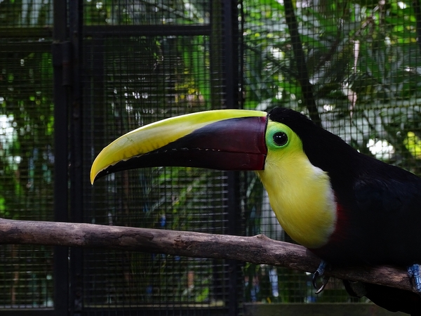 Black-mandibled toucan