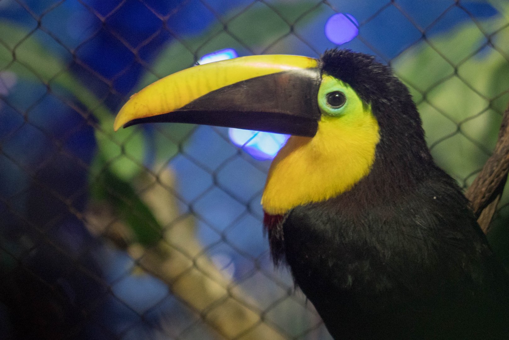 Black-mandibled toucan