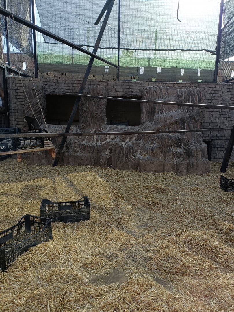 Black mangabey and De Brazza's monkey exhibit