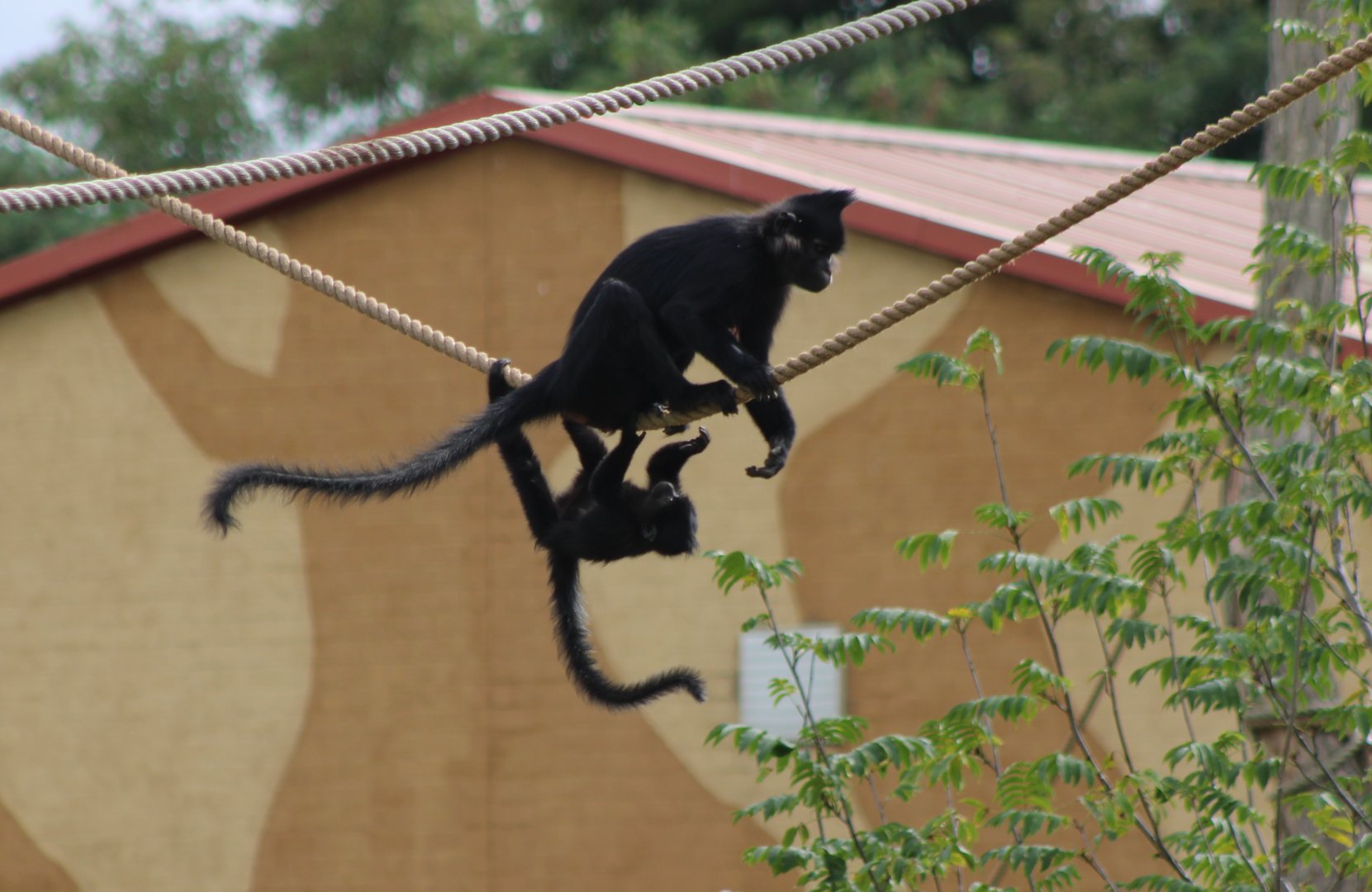 Black mangabey and young