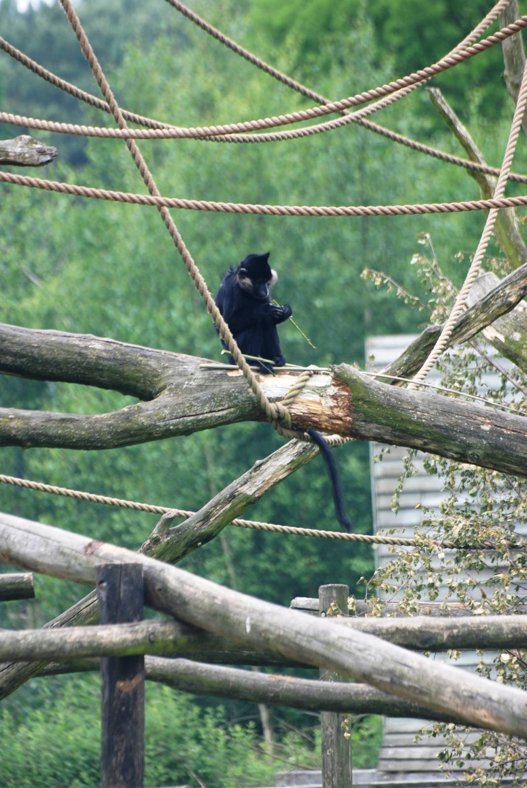 Black Mangabey at Beekse Bergen, 31/05/12