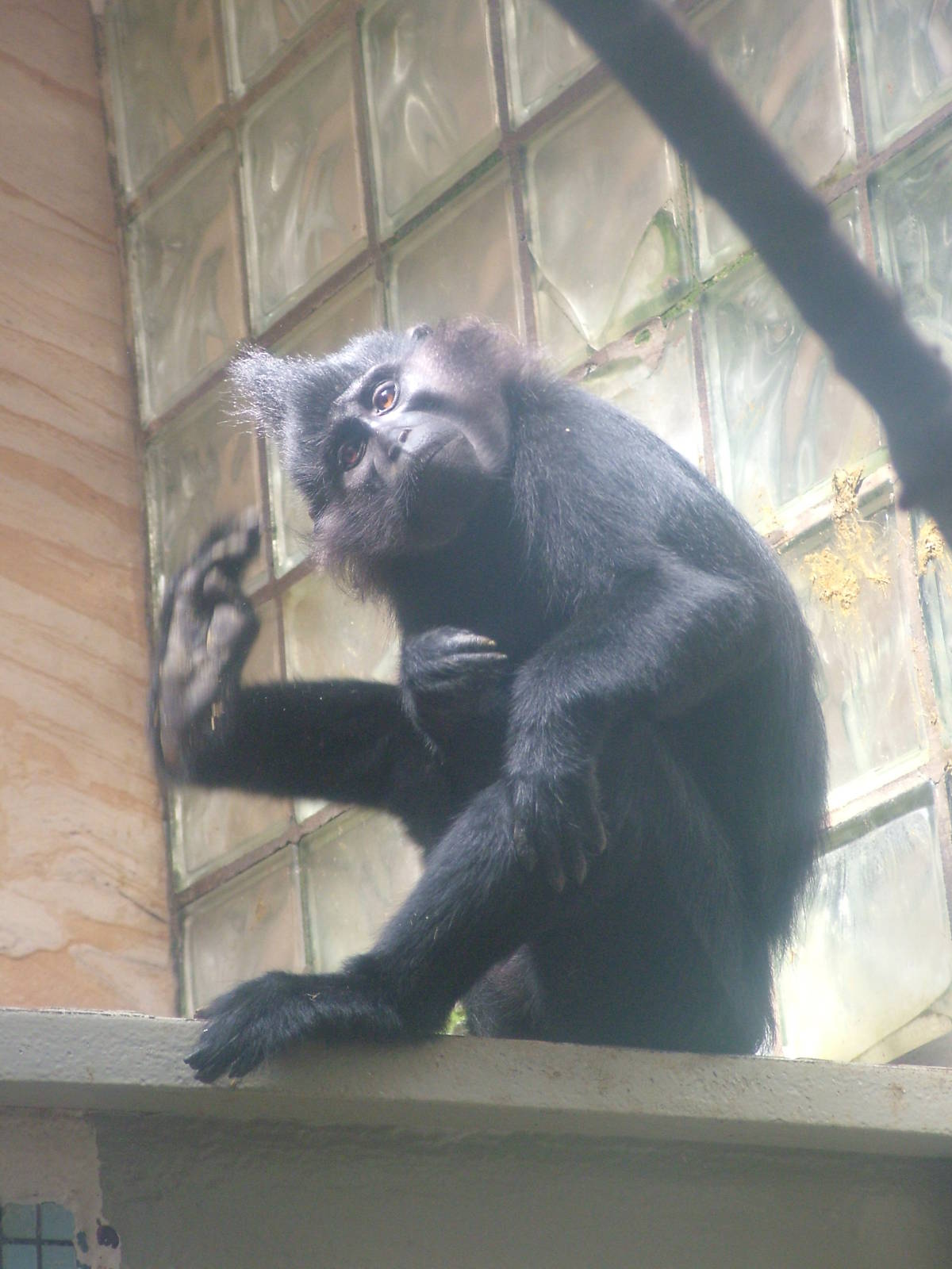 Black Mangabey at Jihlava, 31/05/10