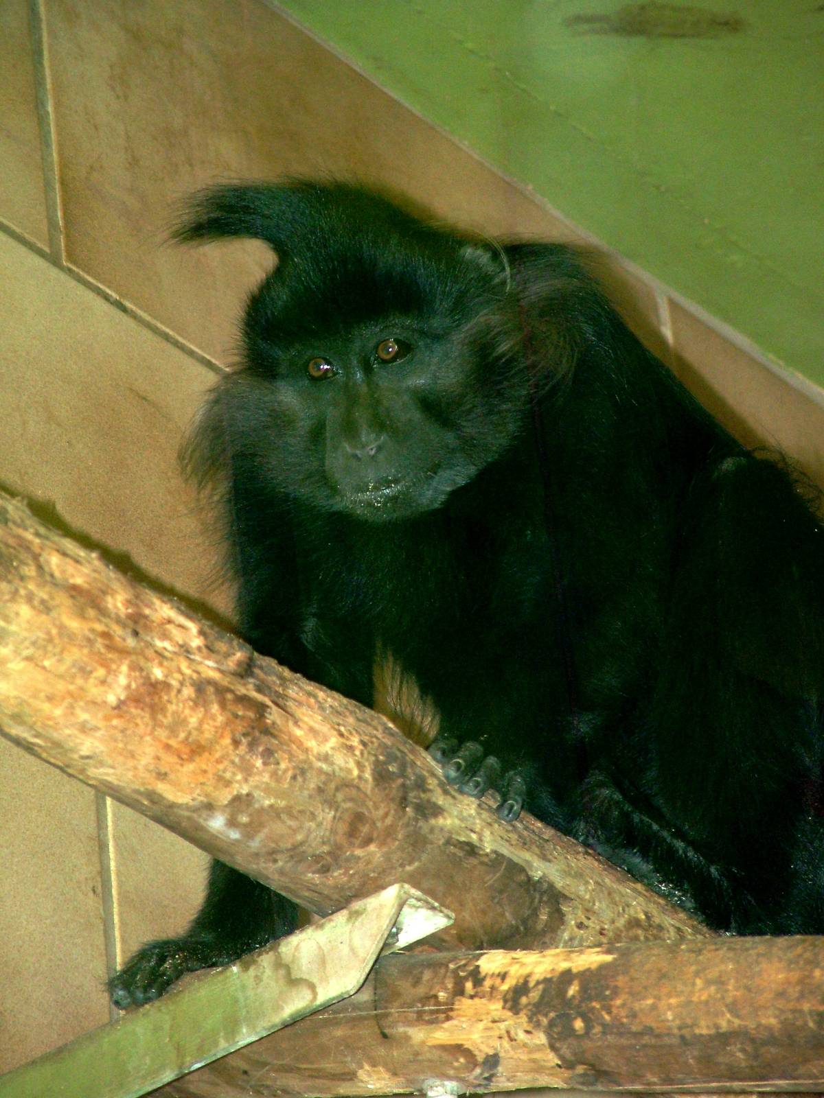 Black Mangabey at Rheine, 03/06/12