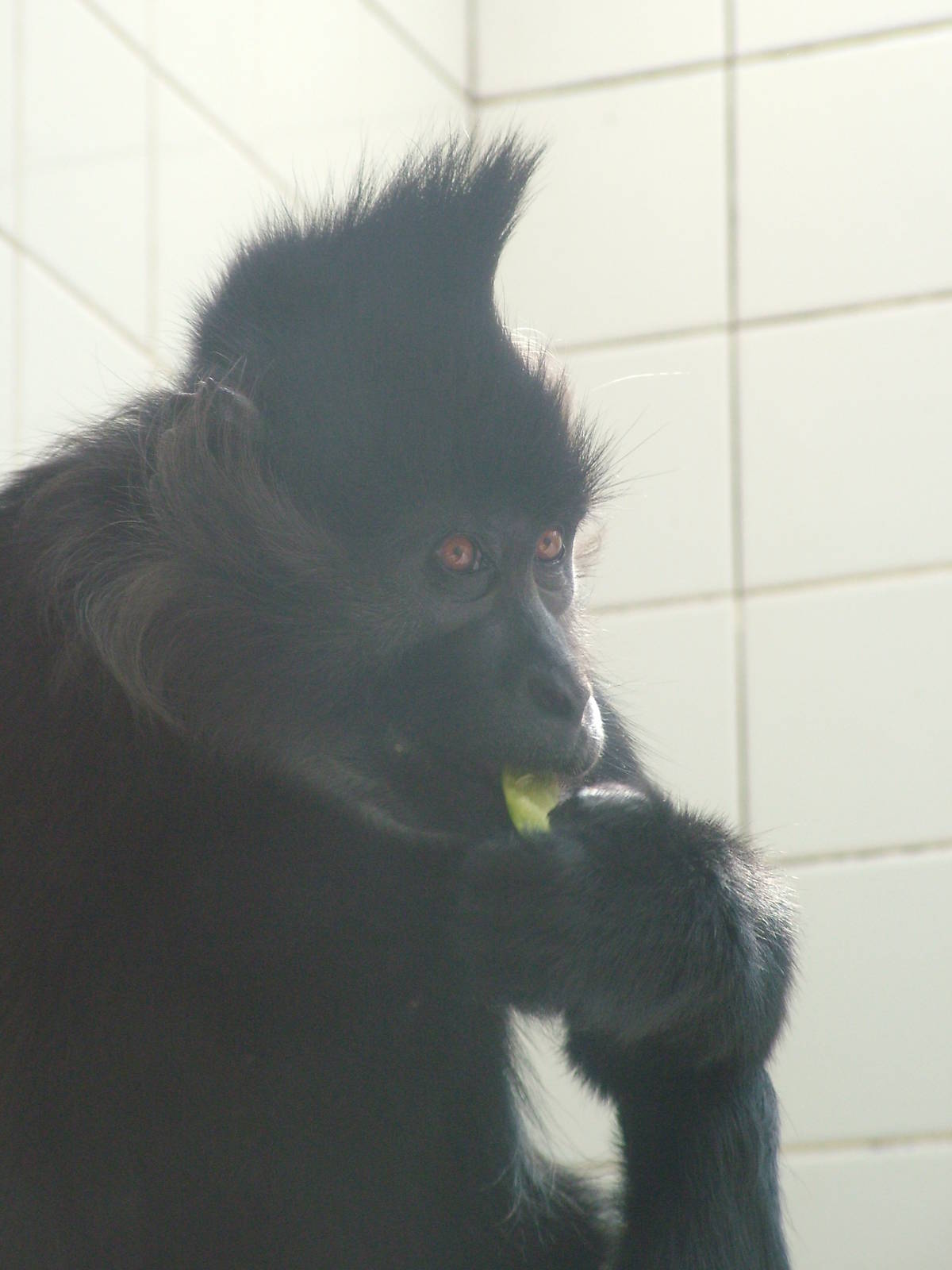 Black Mangabey at Zlin, 28/05/10