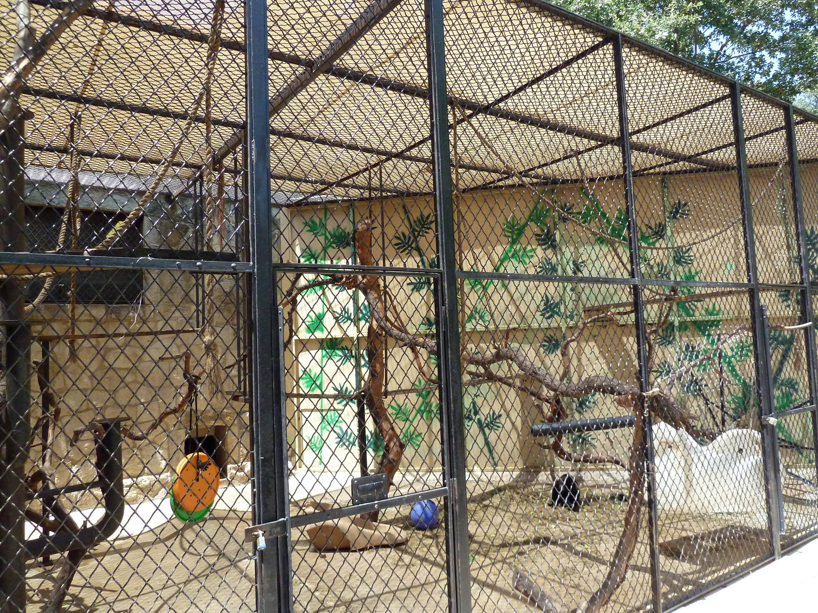 Black Mangabey Cage