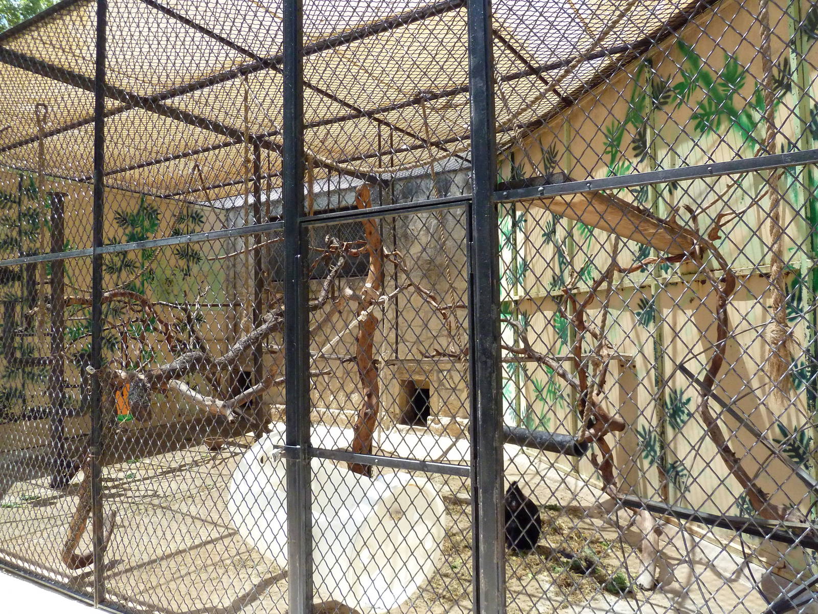 Black Mangabey Cage