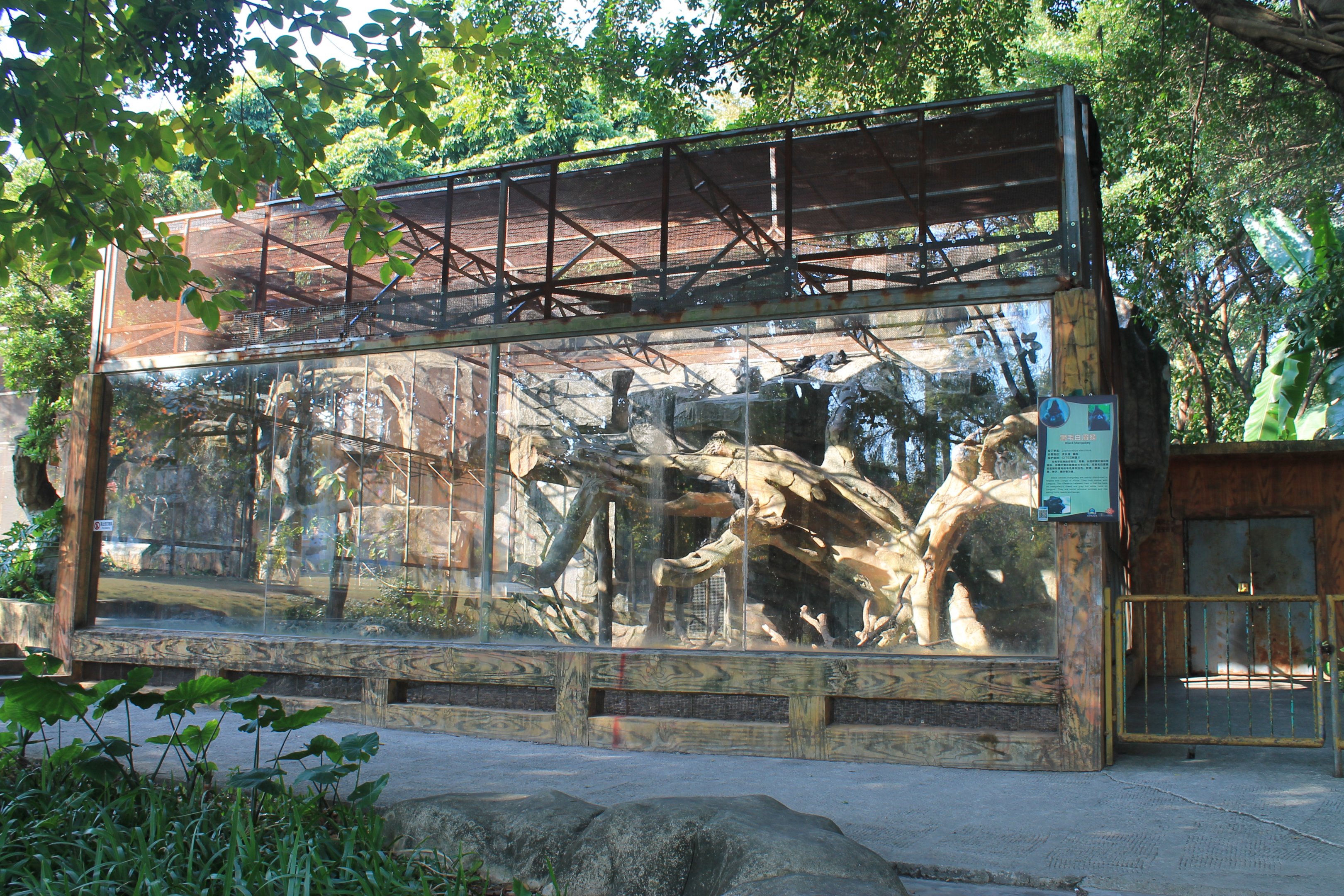 Black Mangabey cage
