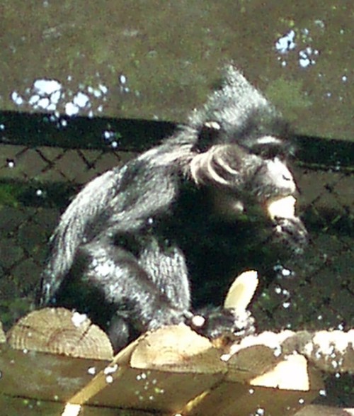 Black Mangabey (Cercocebus (Lophocebus) aterrimus)