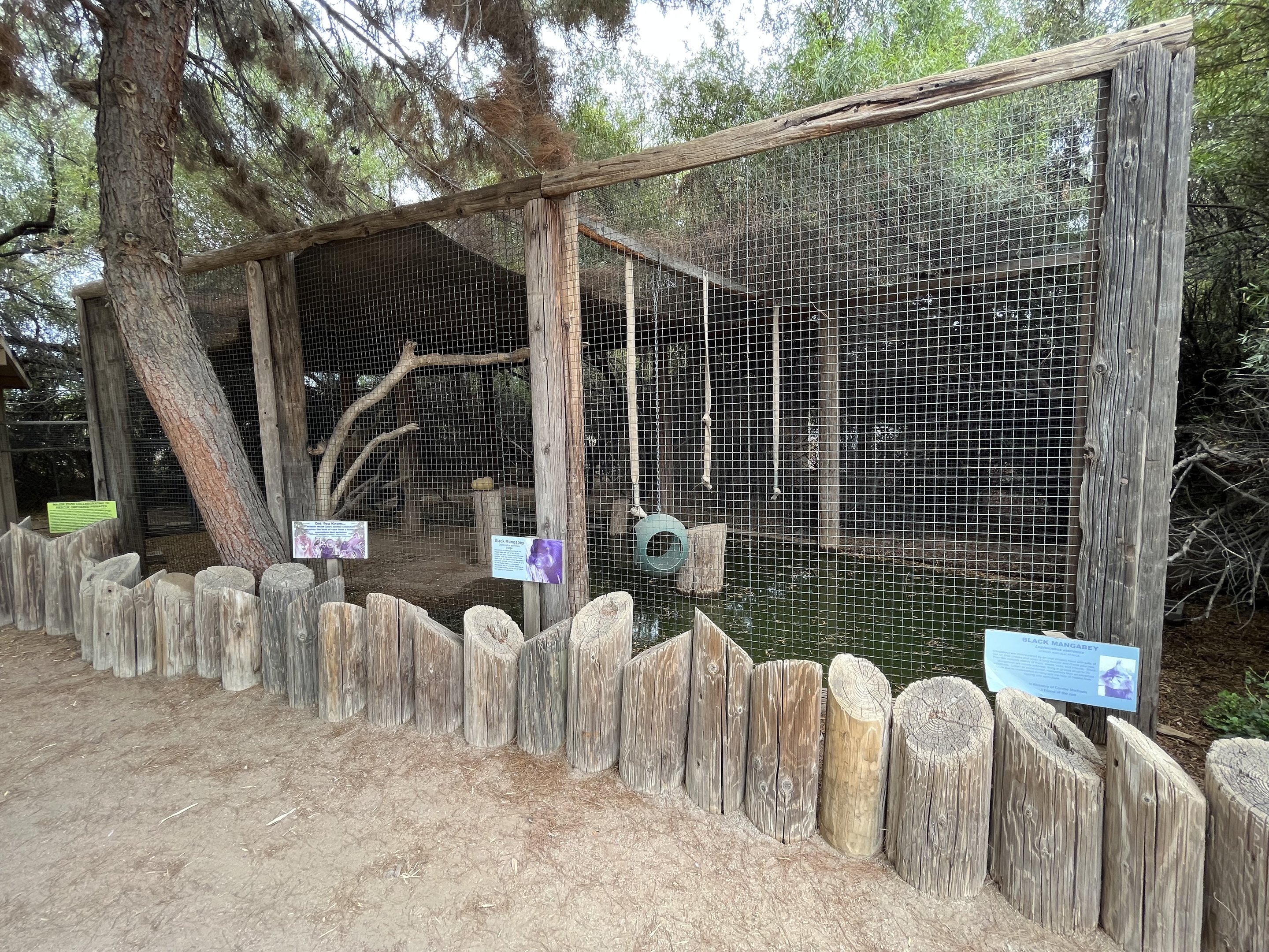 Black Mangabey Exhibit #1