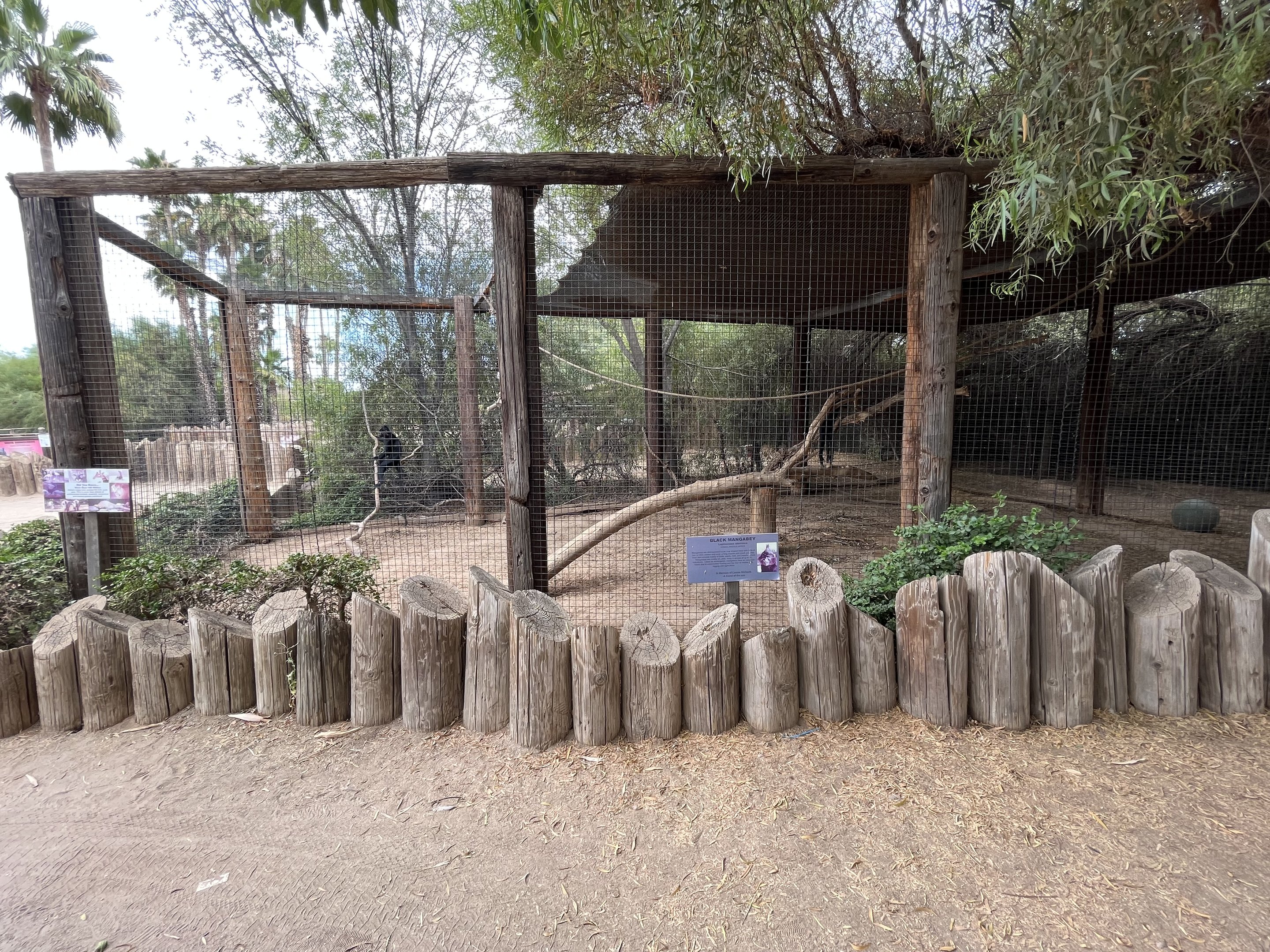 Black Mangabey Exhibit #2