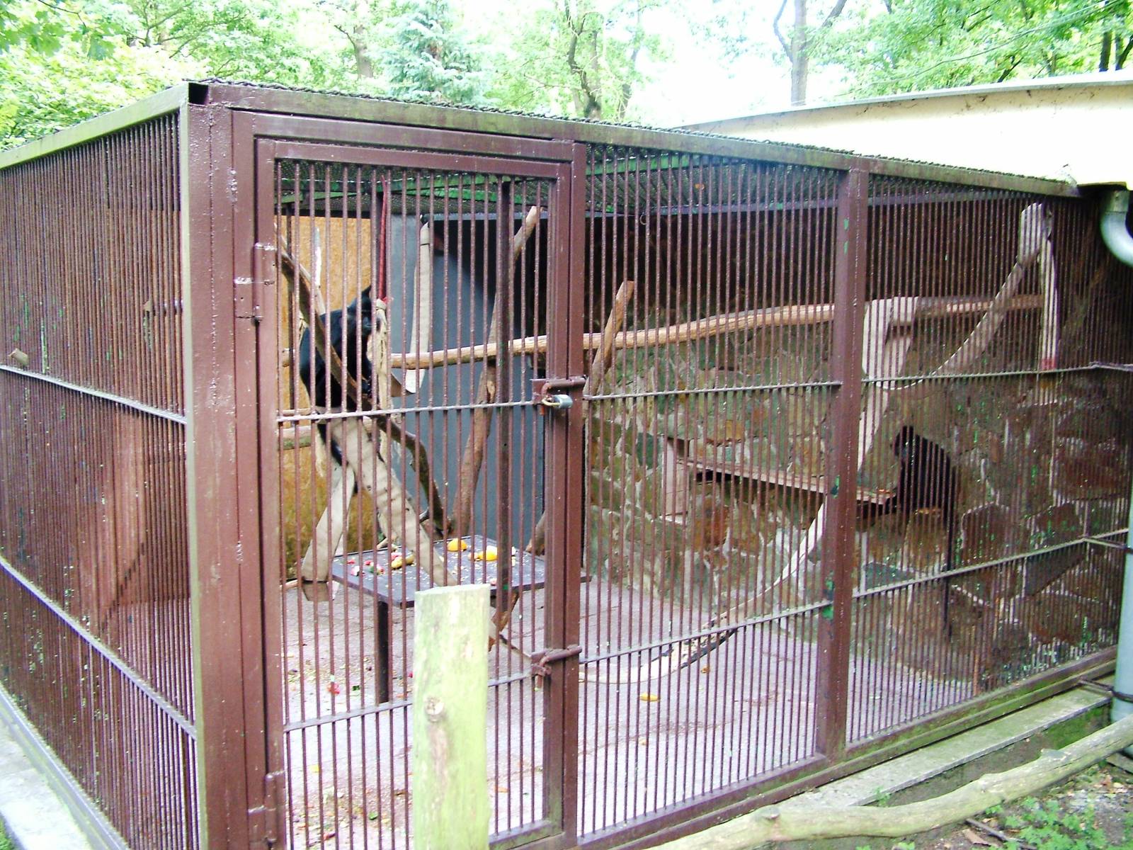 Black Mangabey Exhibit at Decin, 28/08/12