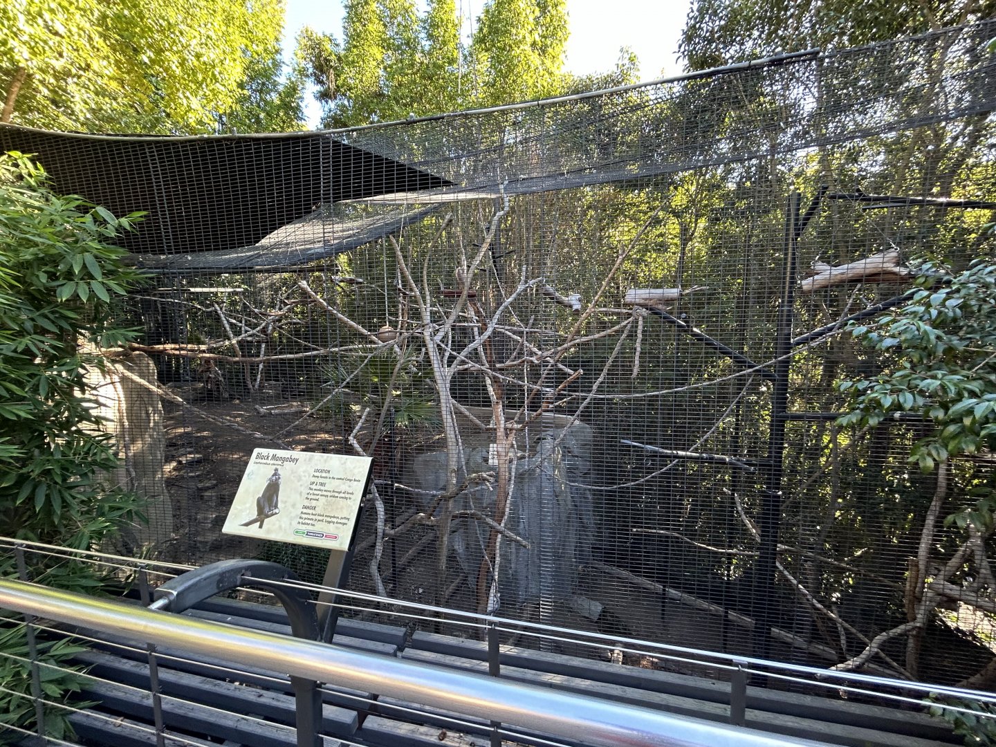 Black Mangabey Exhibit - Gorilla Tropics