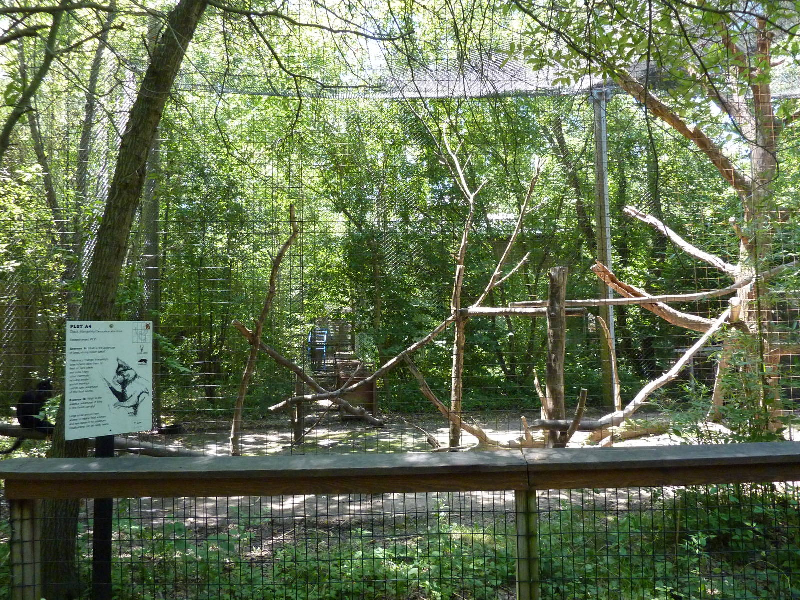 Black Mangabey Exhibit
