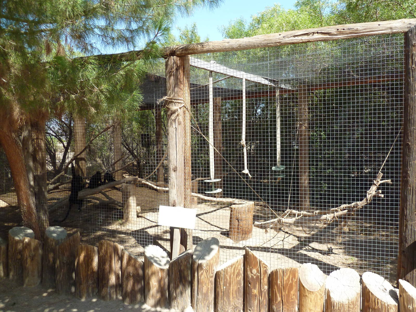 Black Mangabey Exhibit