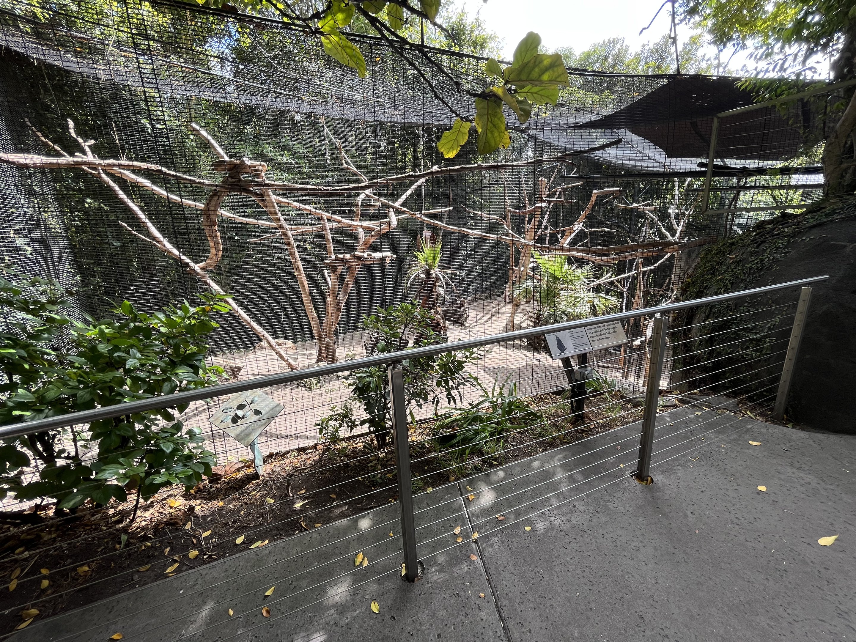 Black Mangabey Exhibit