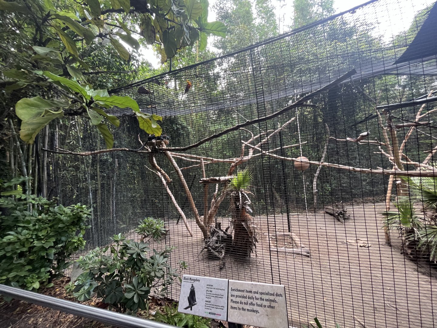 Black Mangabey Exhibit