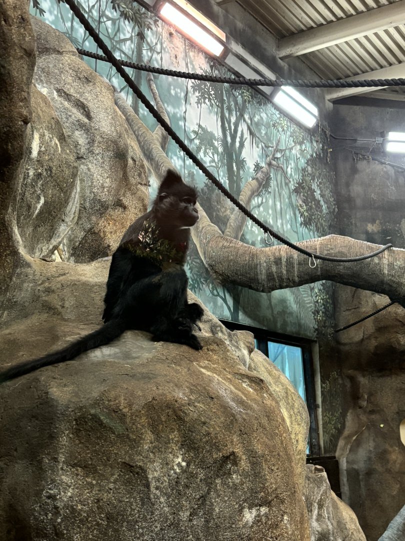 Black Mangabey in Chimp Enclosure