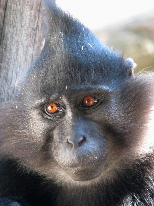 Black mangabey @ Jihlava
