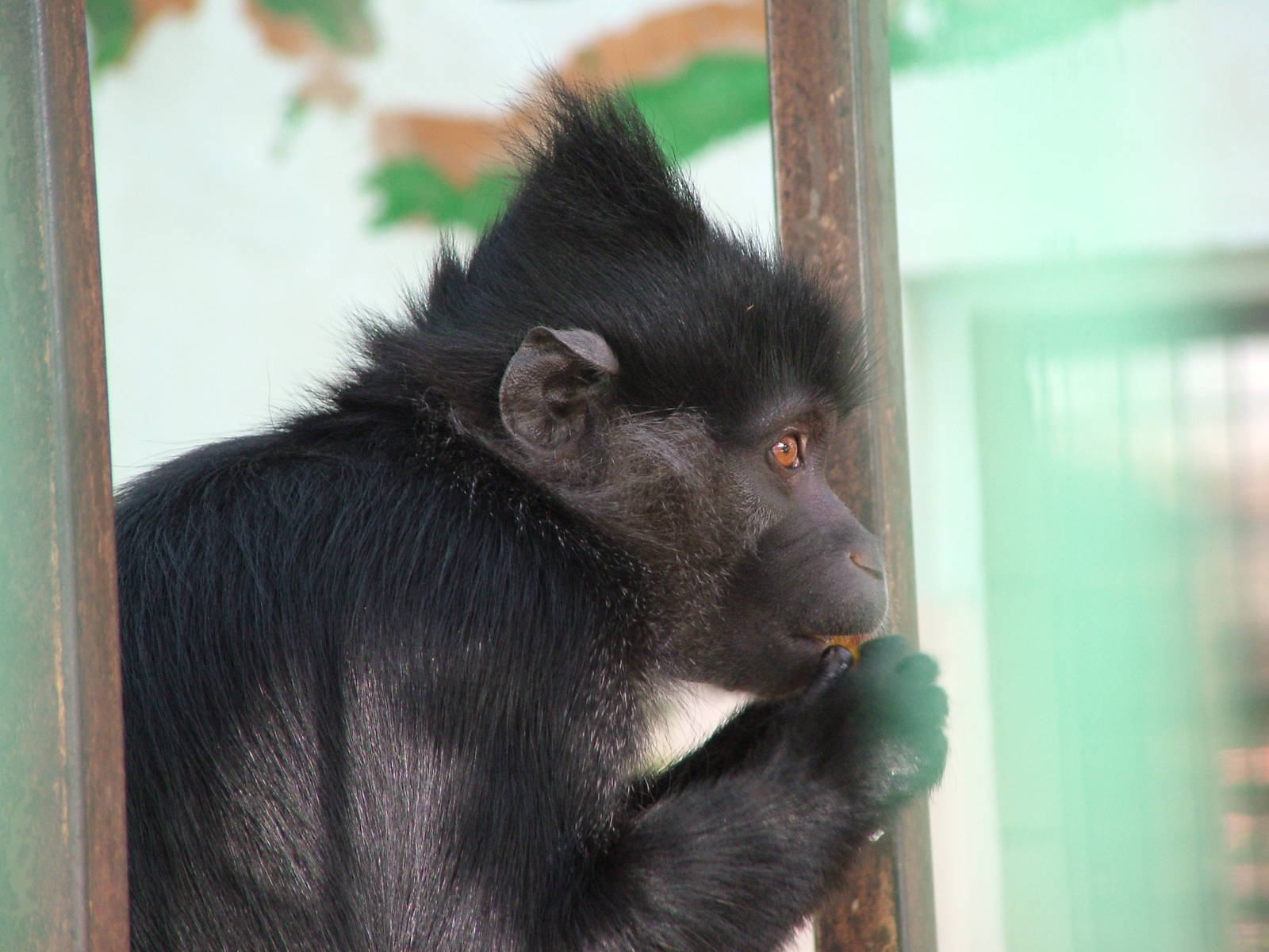 Black Mangabey (Lophocebus aterrimus) at Tierpark Gettorf 2007