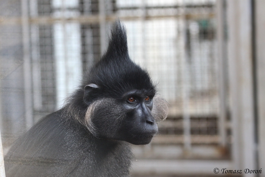 Black Mangabey (Lophocebus aterrimus)