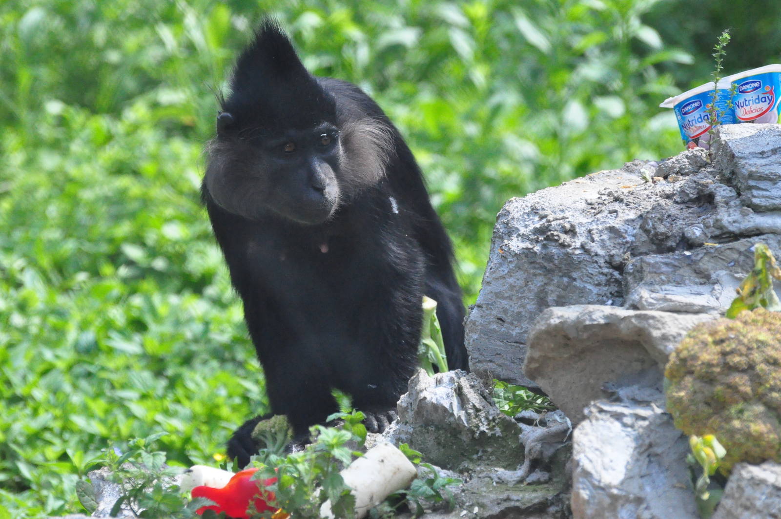Black mangabey/ Lophocebus aterrimus