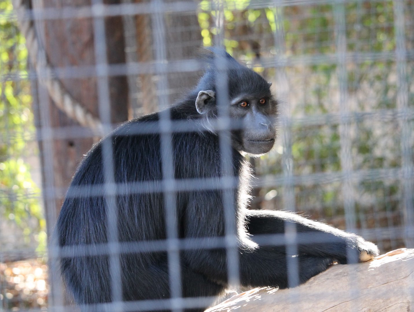 Black Mangabey (Lophocebus aterrimus)