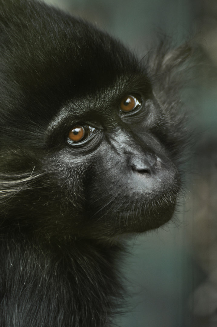 Black mangabey (Lophocebus atterimus)