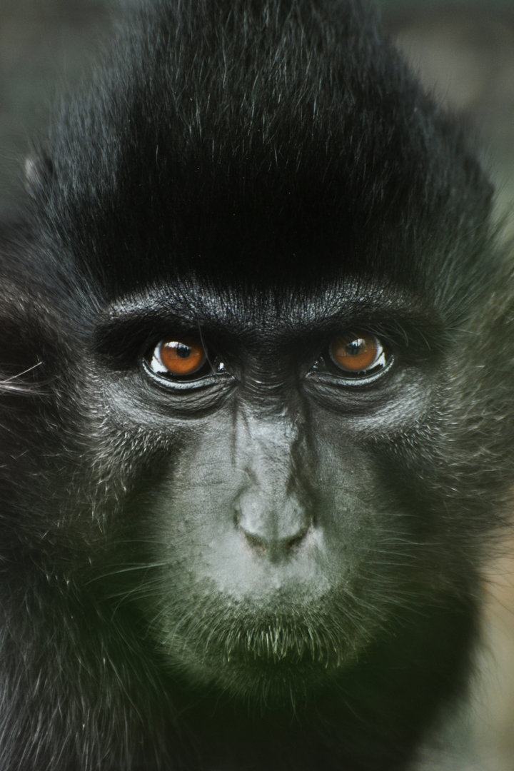 Black mangabey (Lophocebus atterimus)