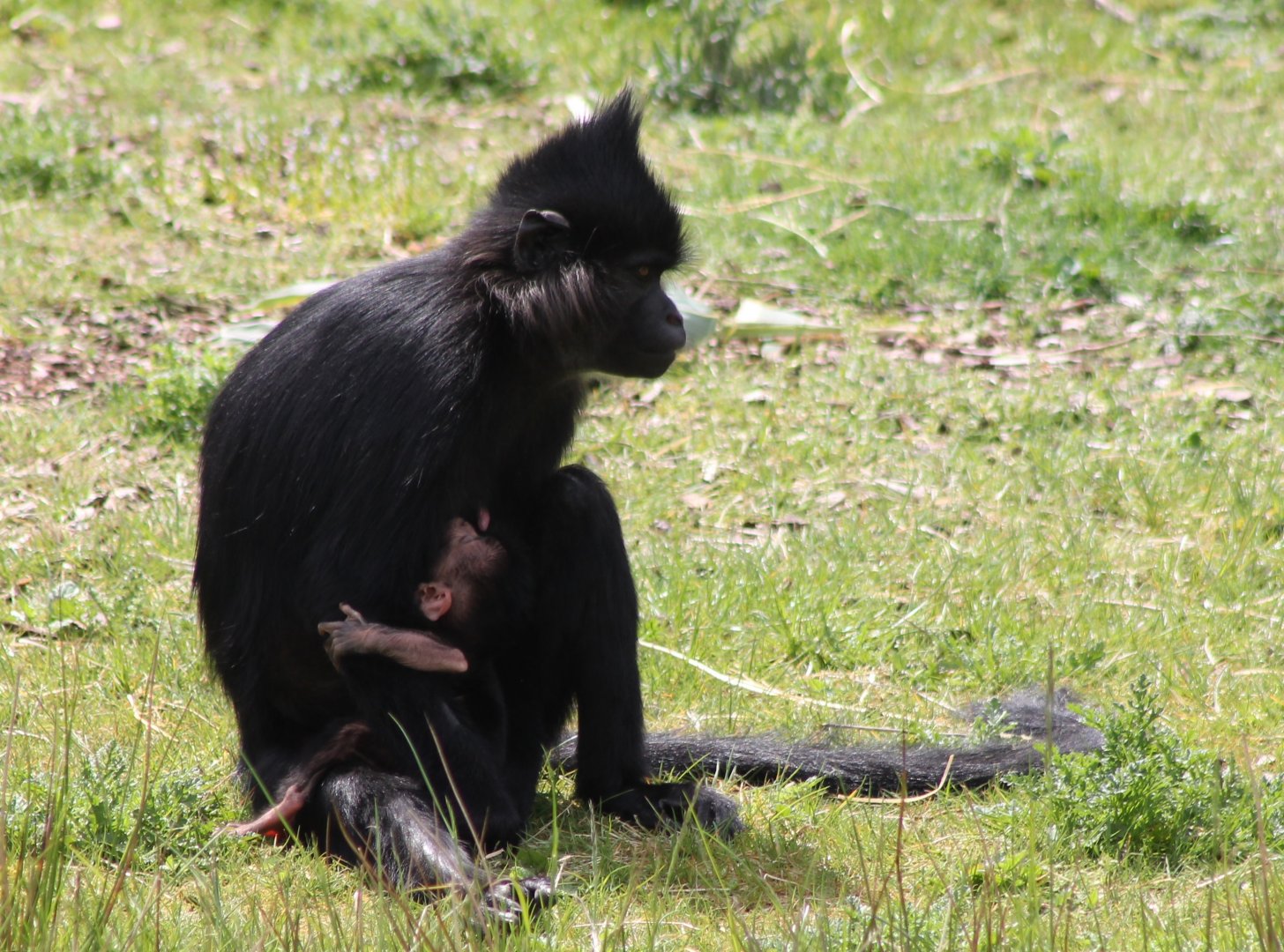 Black mangabey with baby