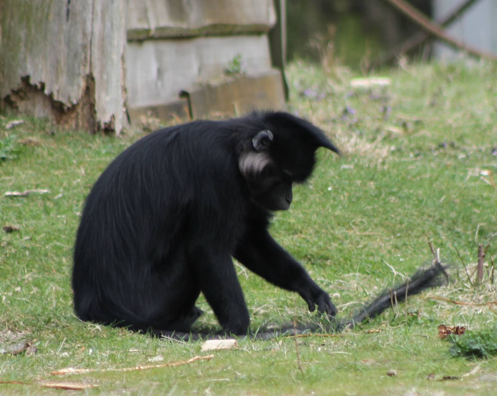 Black mangabey