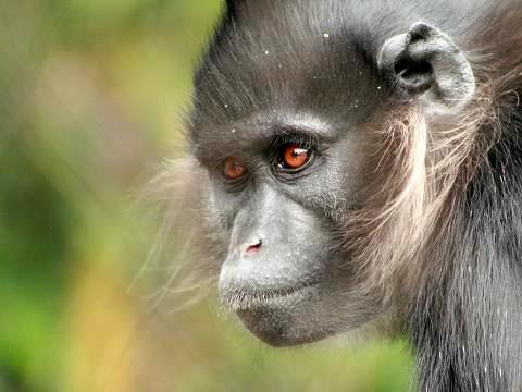 Black Mangabey