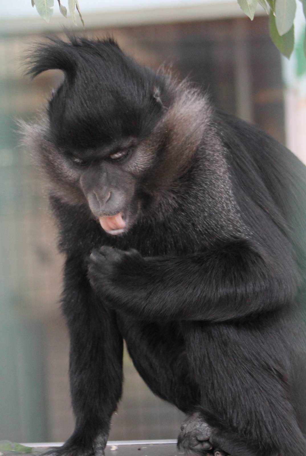 Black mangabey