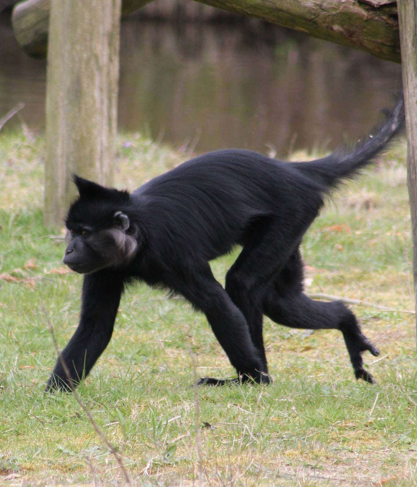 Black mangabey