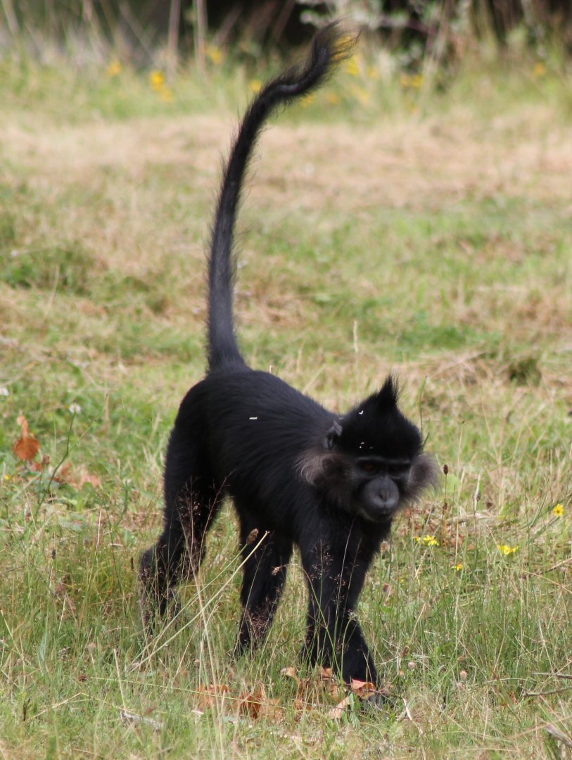 Black mangabey