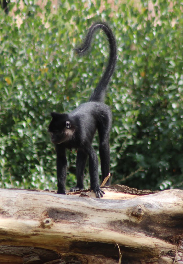 Black mangabey